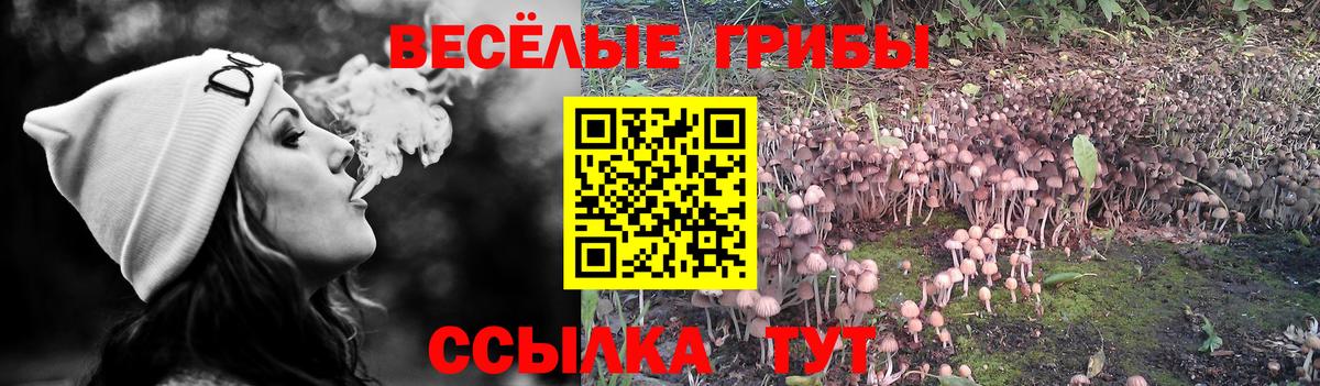 Галлюциногенные грибы Psilocybe Владимир